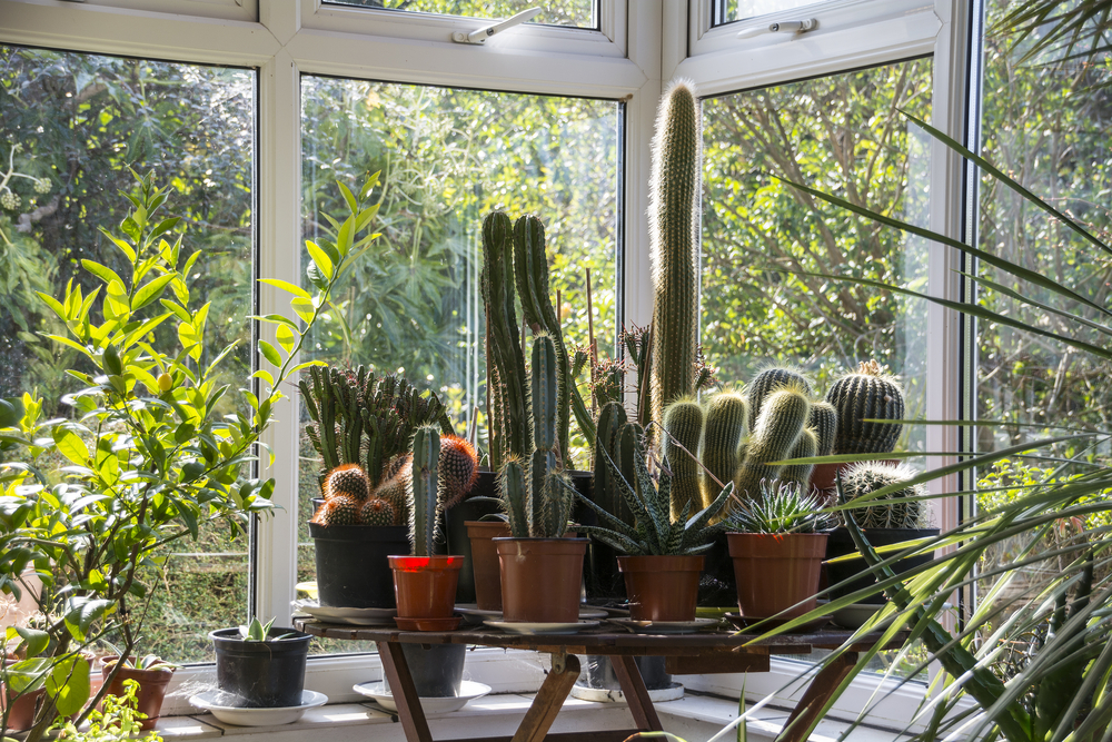 Wintergarten mit Sukkulenten